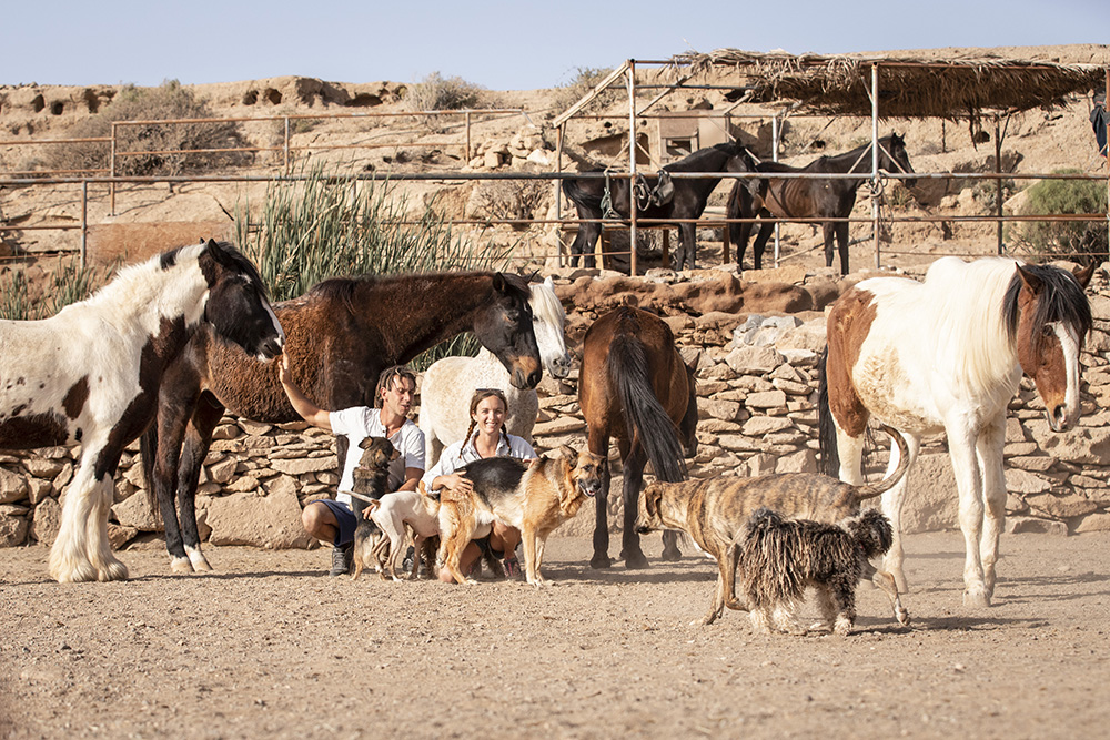 Tenerife Horse Rescue