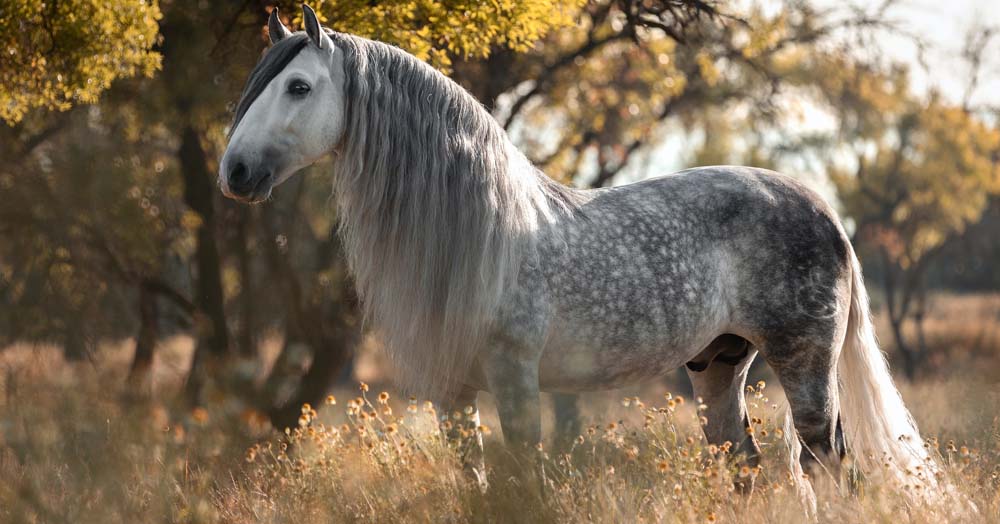 Iberian Horses