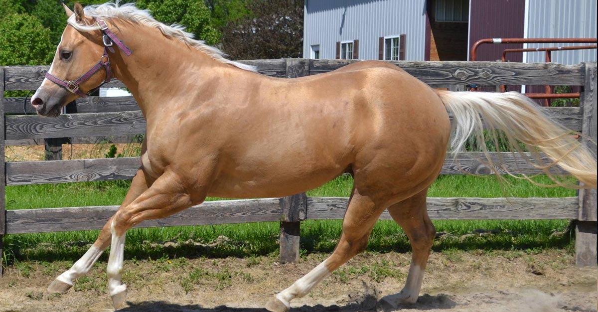 Ice - Palomino Quarter Horse Stallion