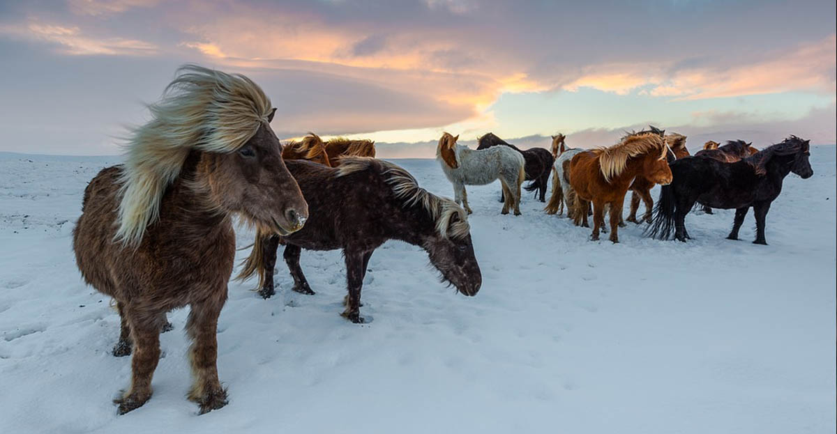 Icelandic Horses are Magical