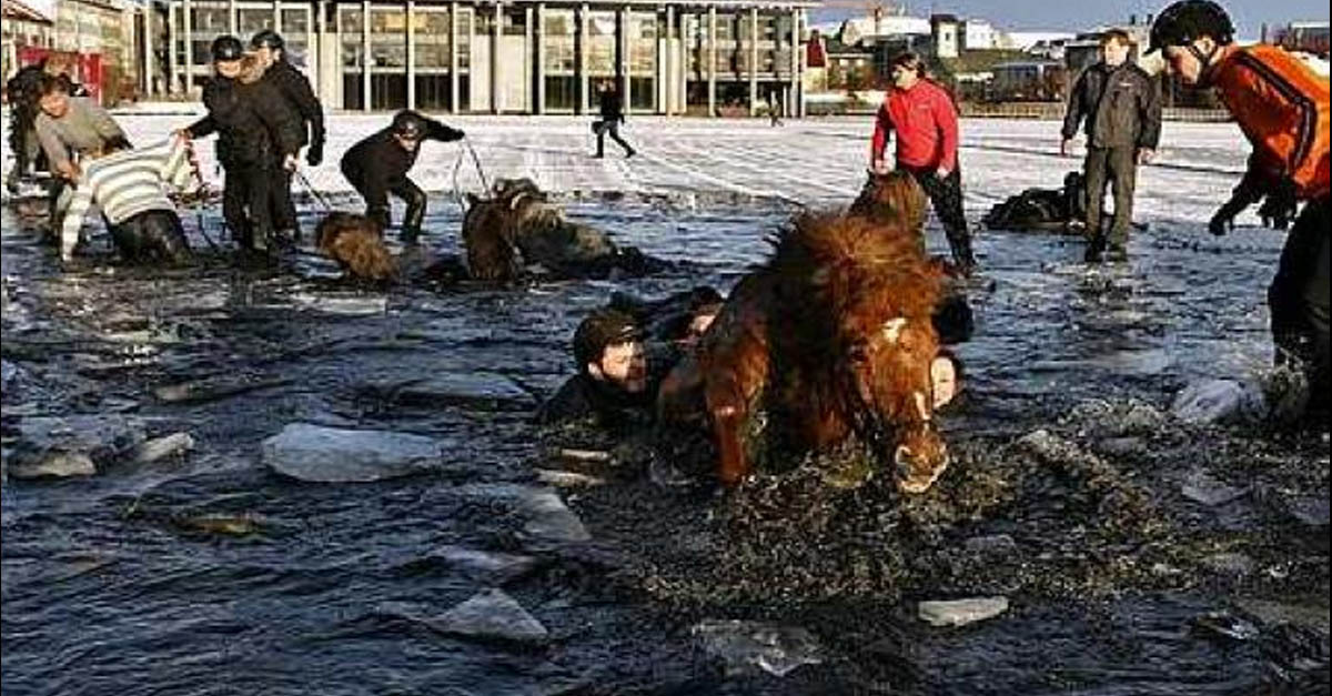 Icelandic Horses Stranded In The Ice