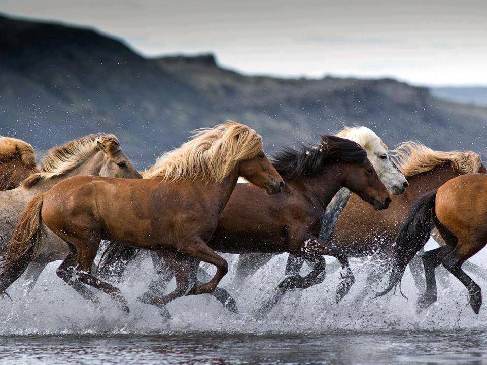 Icelandic Horses.jpg