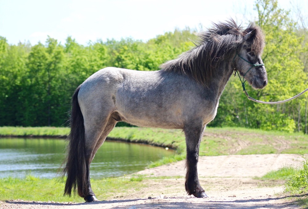 Icelandic Ponies For Sale