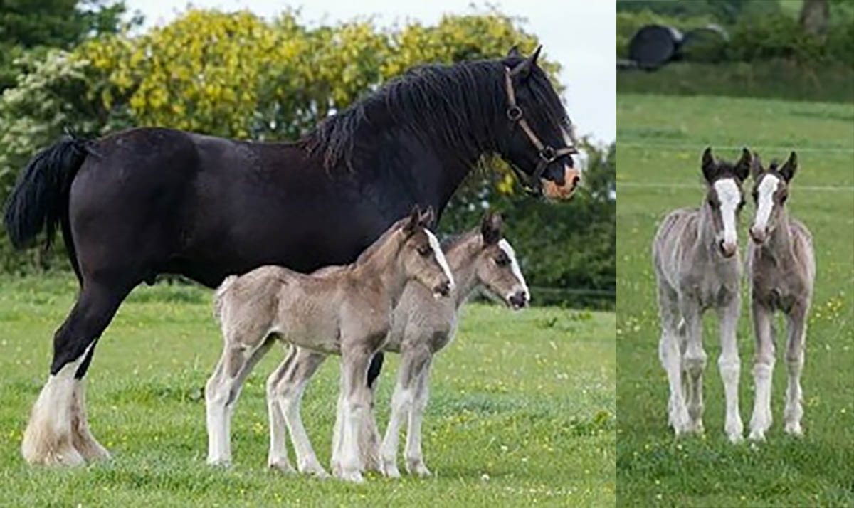 Pair Of Identical Twin Shire Horse Foals Born