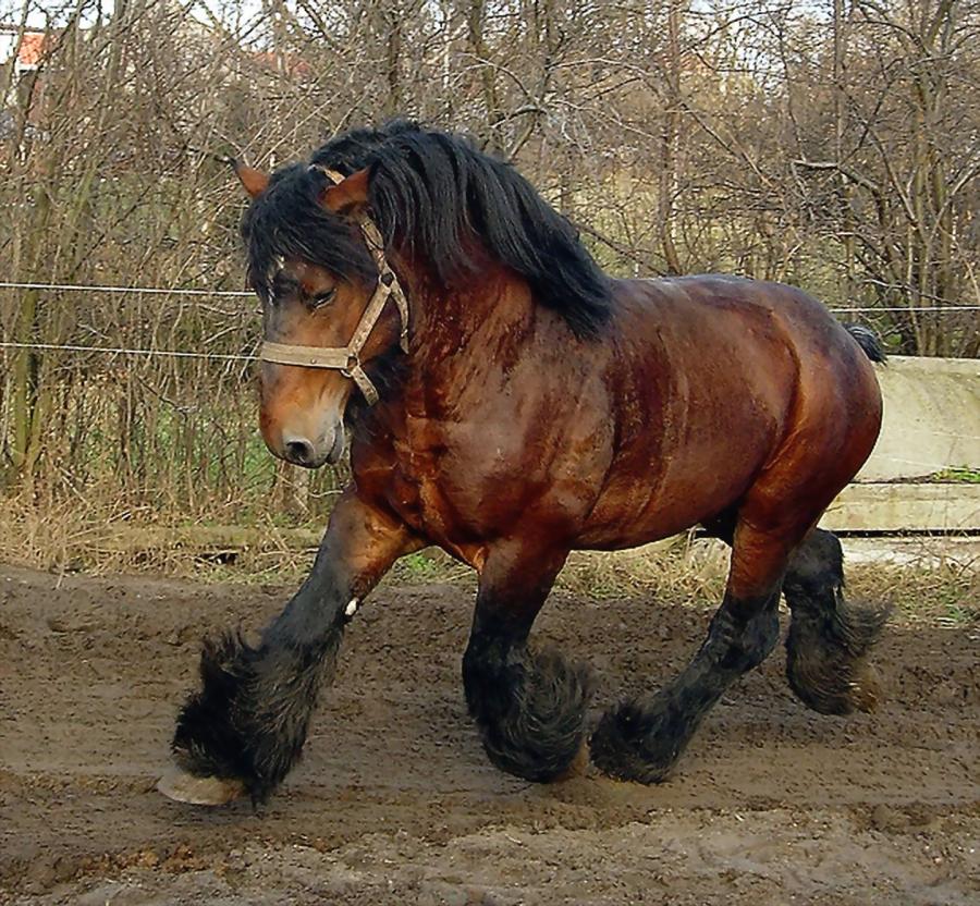 Incitatus - Belgian Draft Horses