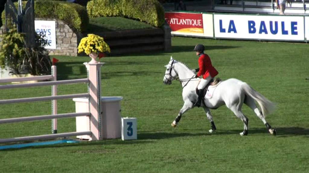 Indigo - Showjumping Stallion