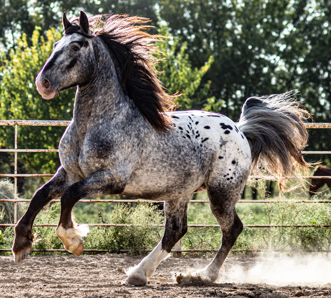 Heavy Draft Horse - Into The Void (Appaloosa)