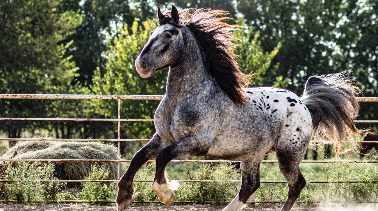 Heavy Draft Horse - Into The Void (Appaloosa) 