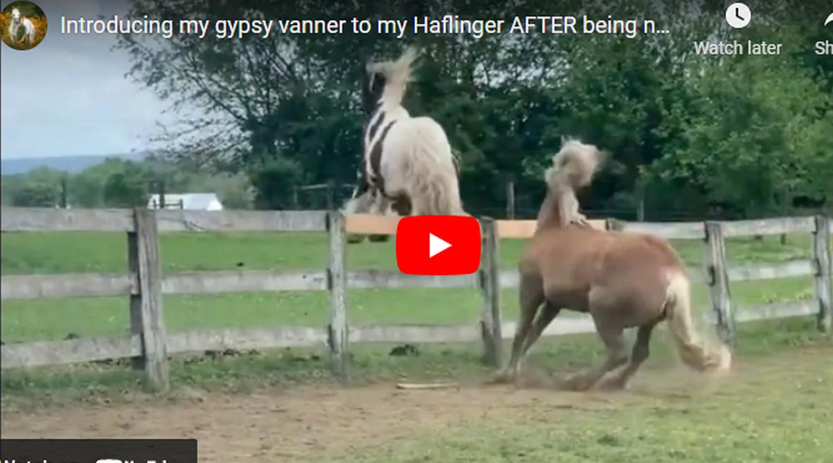 Introducing a gypsy vanner to a Haflinger AFTER being neigbours for A MONTH-JUMPS OUT THE PASTURE!