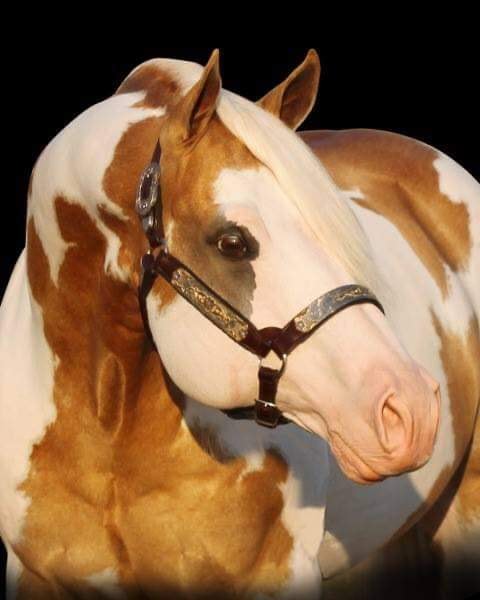 Invested By Far - Palomino Paint Quarter Horse Stallion