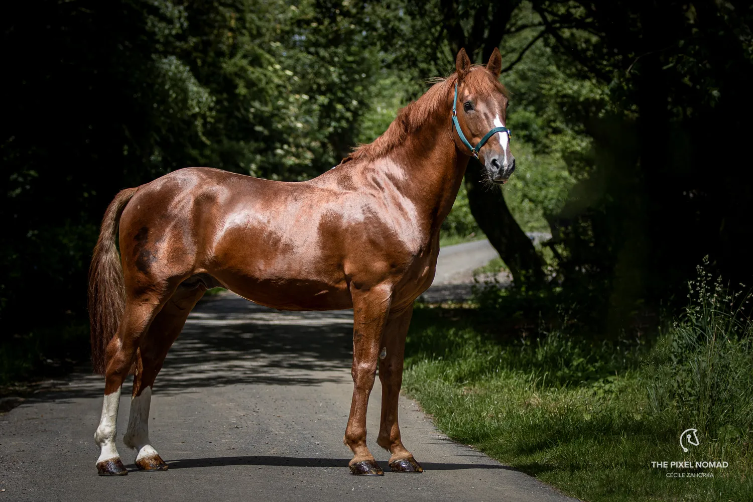 Irish Draft Horses