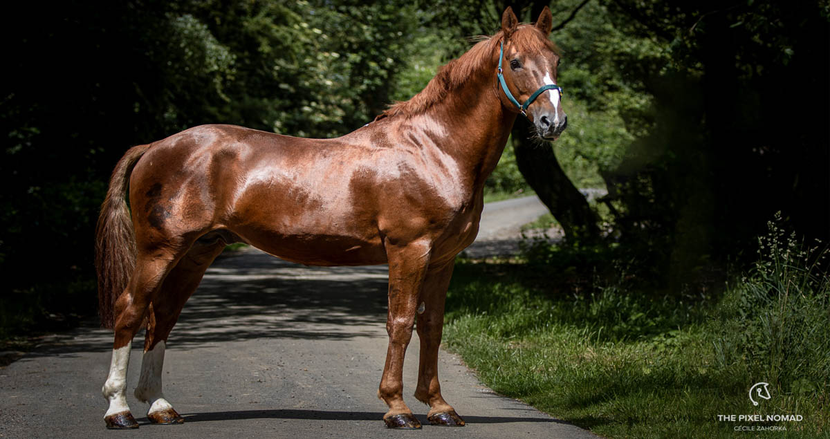 Irish Draught Stallion - Carrigfada Diamond (Grosvenor Lad x Glidawn Diamond)