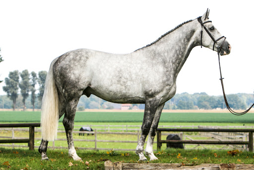 Irish Horses