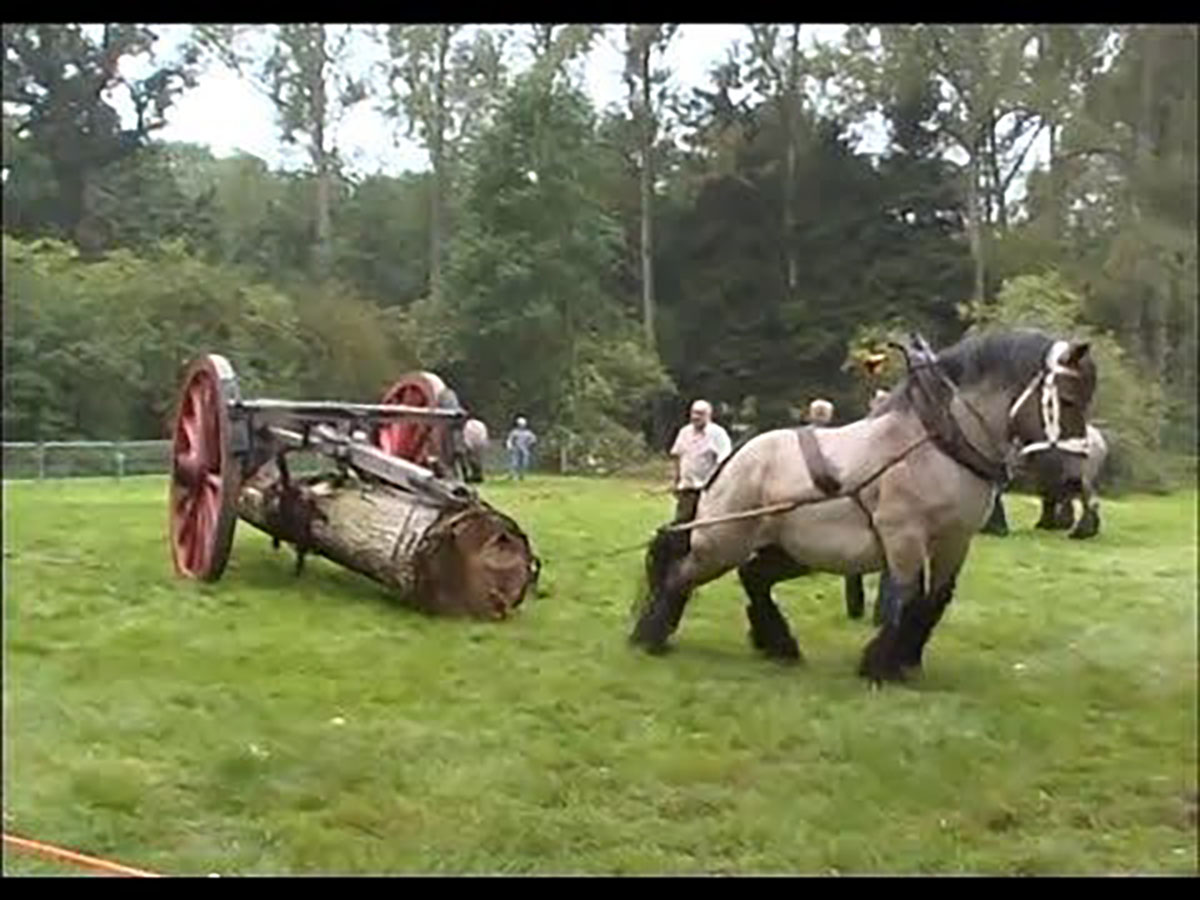 Is Petra The Worlds Strongest Horse