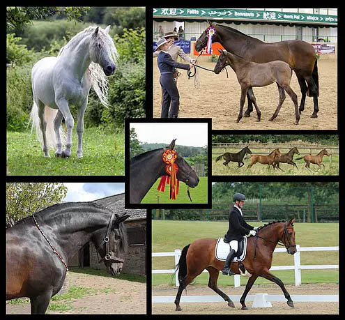 Jareta Stud, Purebred Spanish Horses, Monmouthshire, Wales