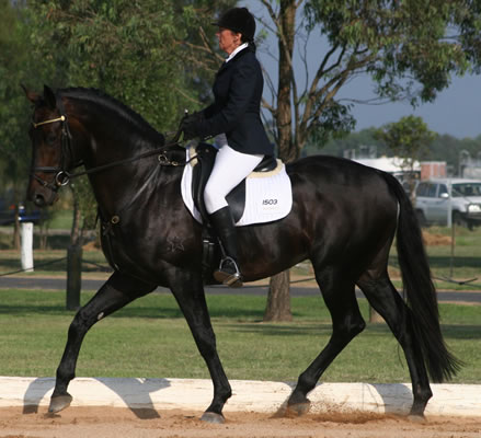 Dressage Stallion Jazzabout