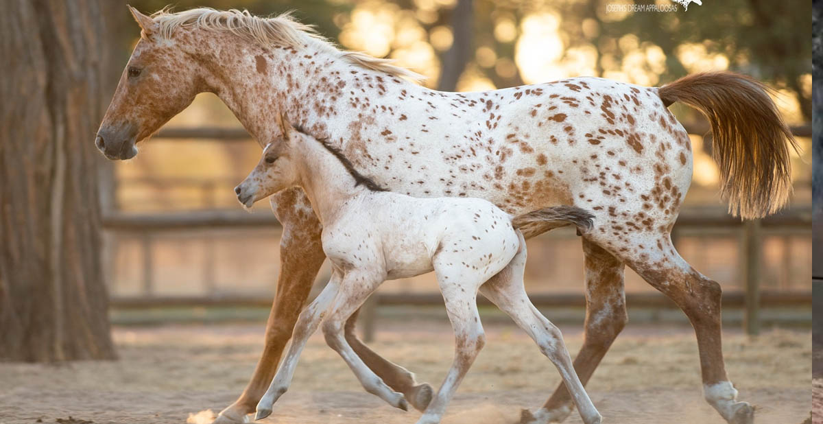 Josephs Dream Appaloosa Stud :- Namibia