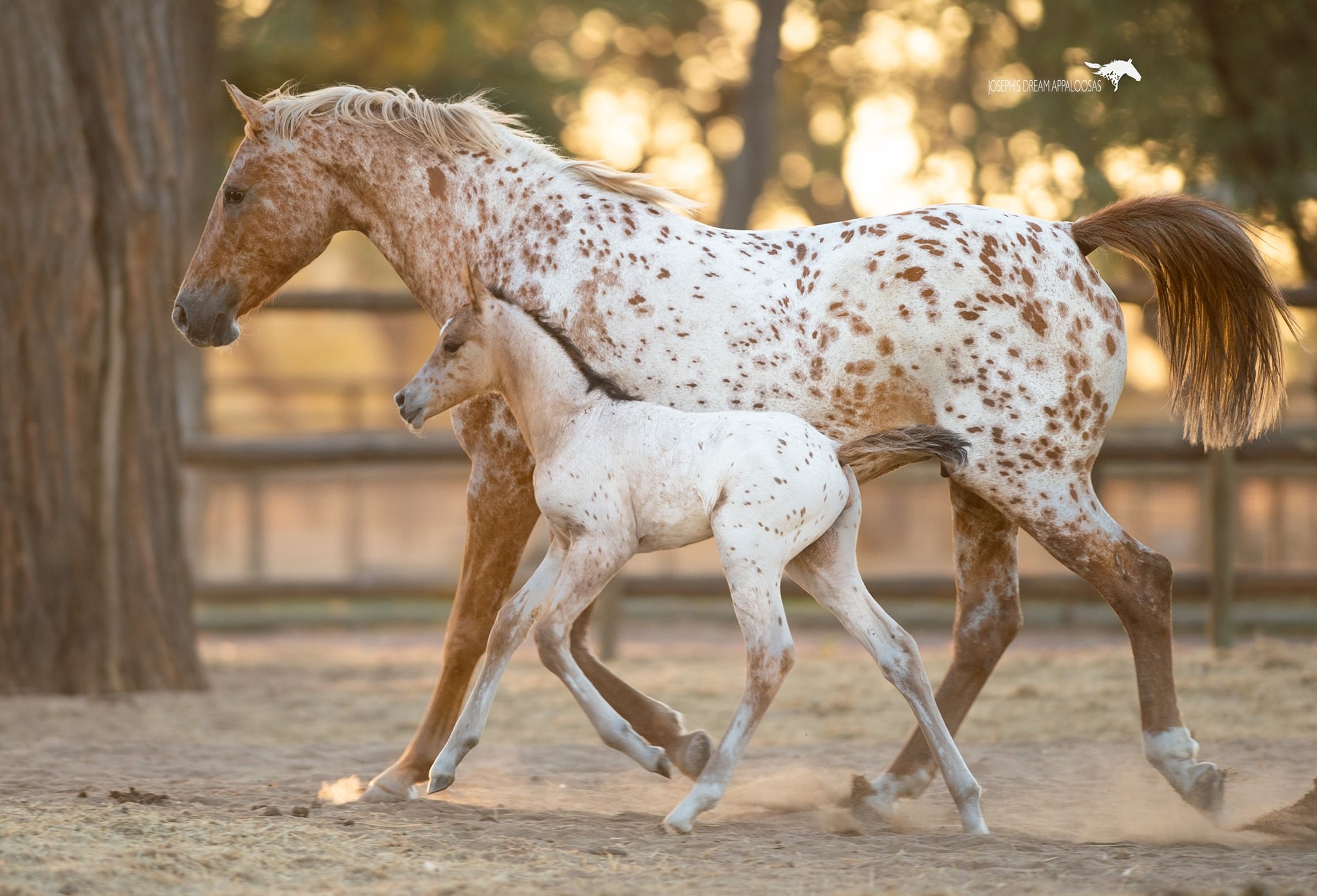 Joseph`s Dream Appaloosa Studs