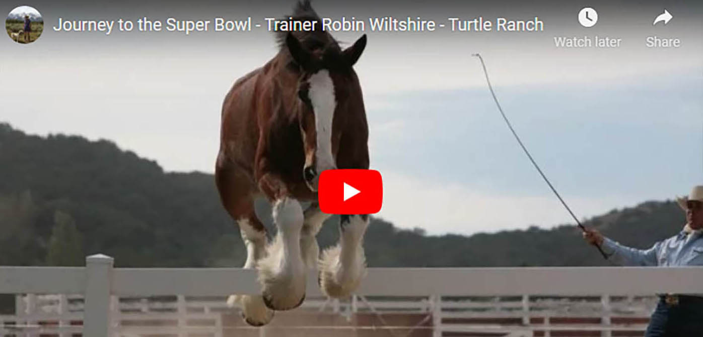 Journey to the Super Bowl - Trainer Robin Wiltshire - Turtle Ranch