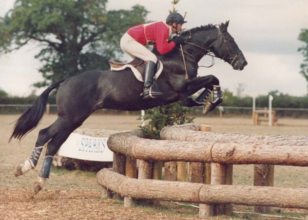 Jumbo Eventing Stallion