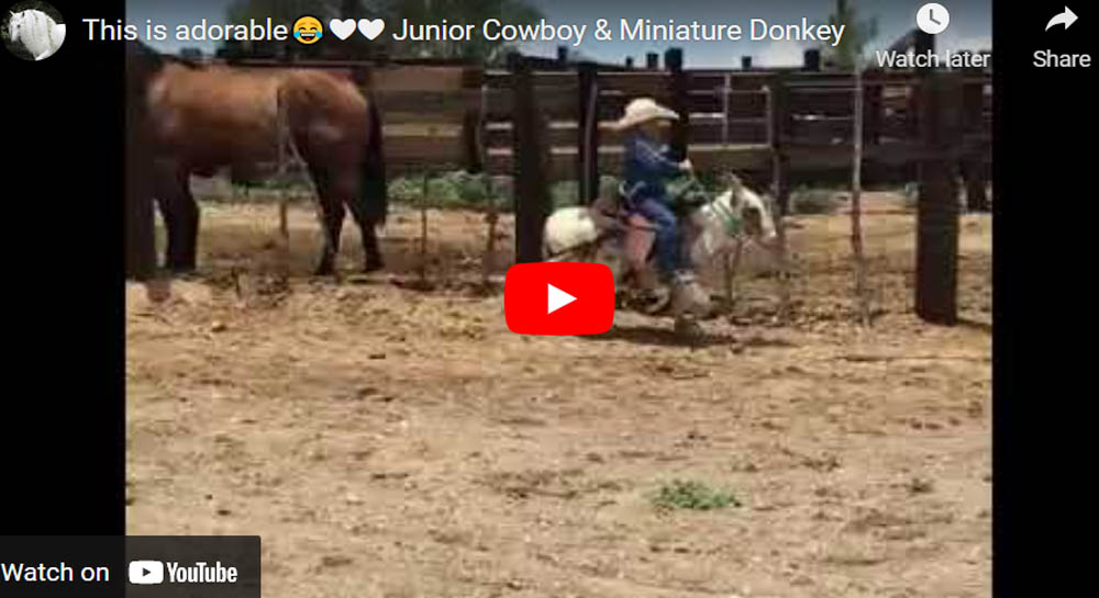 This Is Adorable... Junior Cowboy and Miniature Donkey
