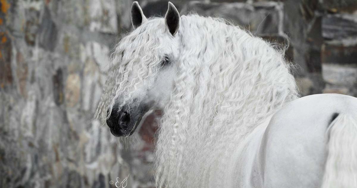 Just Left the Salon - Best Horse Shampoo and Conditioner 