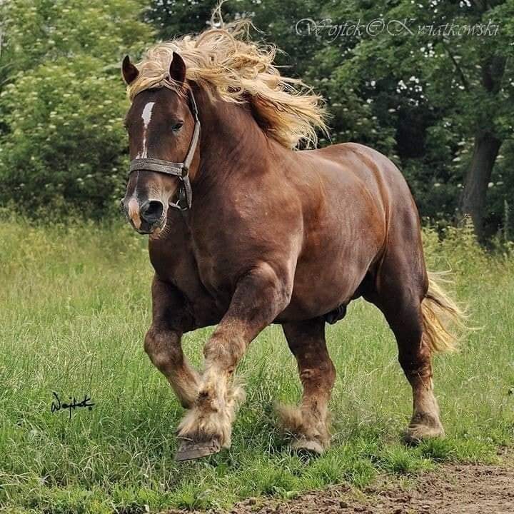 Jutland Draft Horse