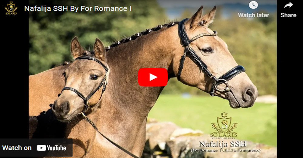 Nafalija SSH - KWPN Buckskin Filly Foal (For Romance I x Amoureux)