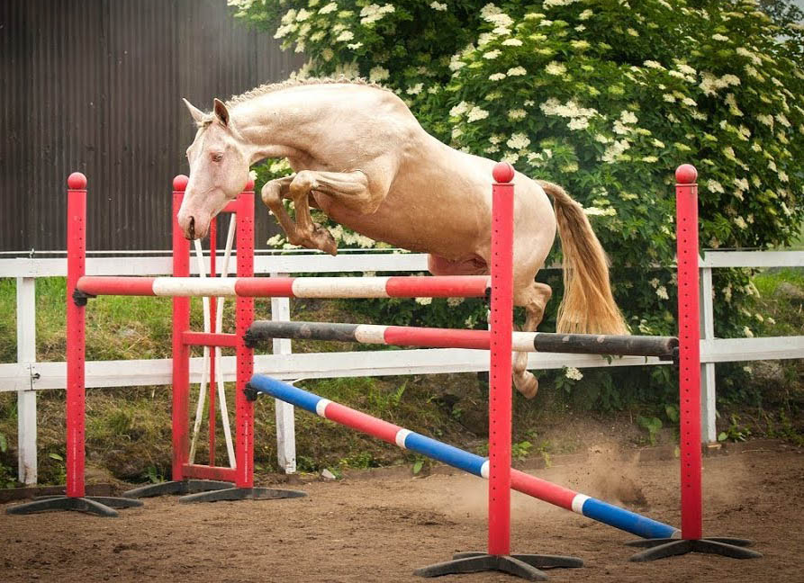 Kambarbay - Akhal Teke Stallion