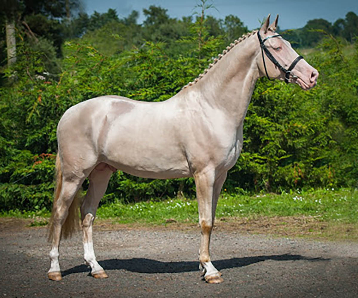 Kambarbay - Akhal Teke Stallion