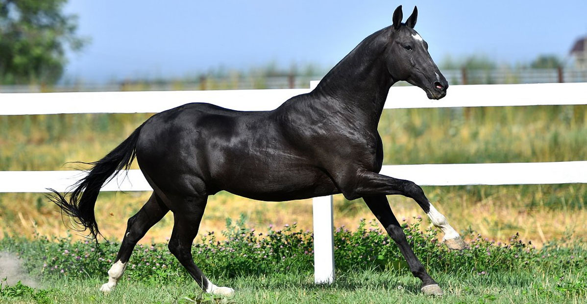 Karabek (Karar x Wormwood) - Akhal Teke Stallion