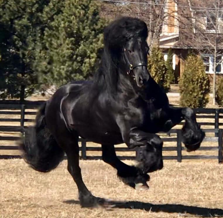 Karsten Van De Noeste Hoeve - Ster, The Amazing Friesian Stallion