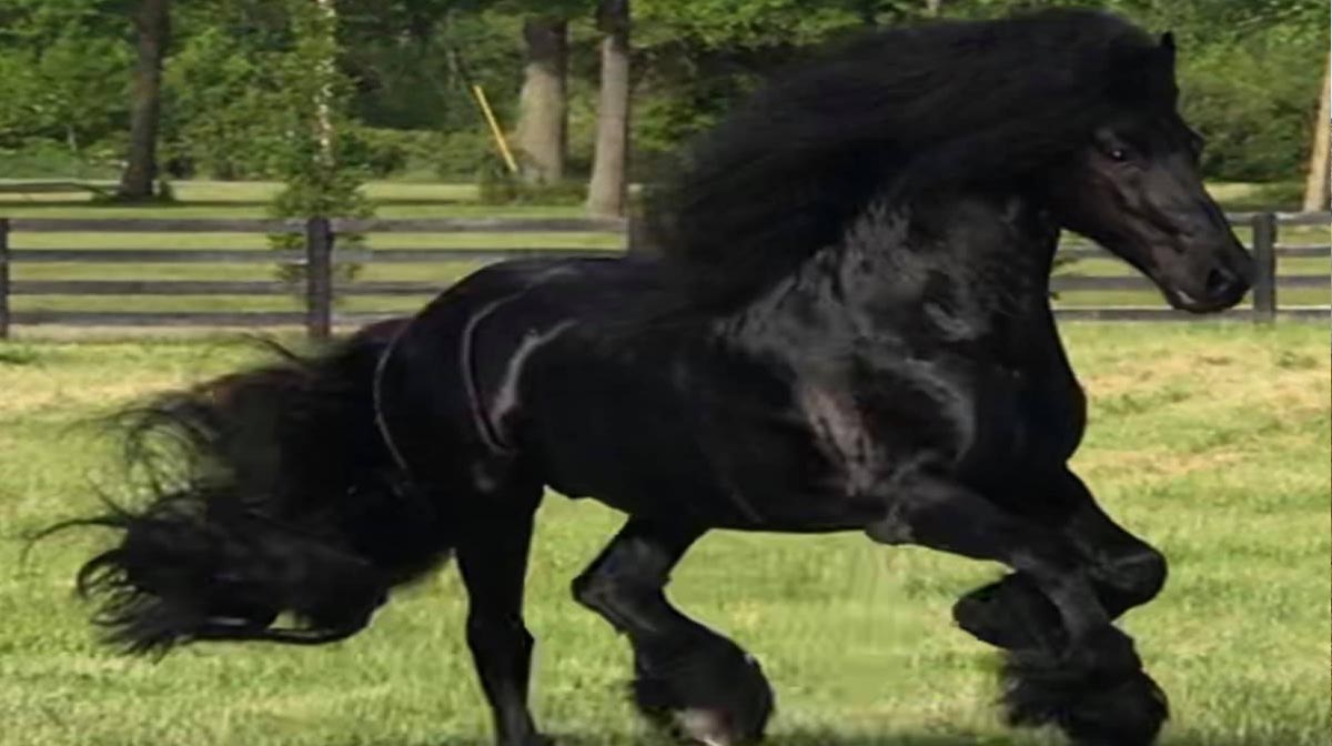 Karsten van de Noeste Hoeve - Friesian Stallion