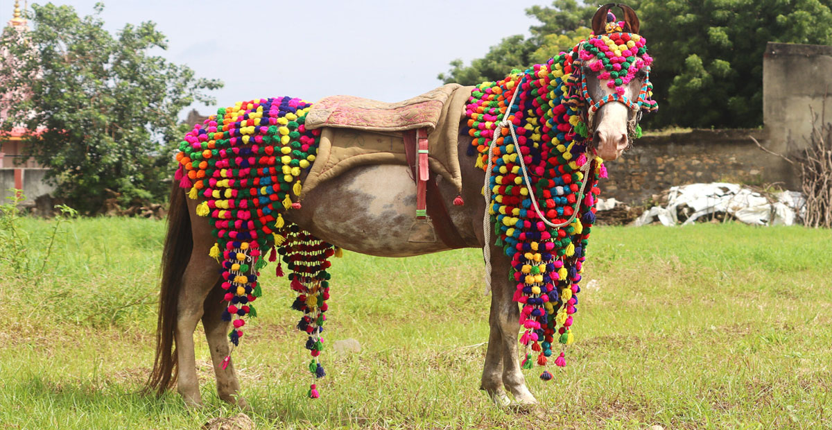 Kathiawari Horses