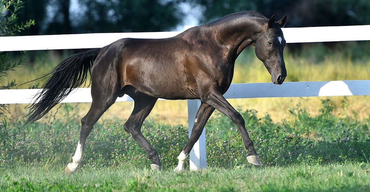 Katie-Shael (Sayvan x Singapore) - Black Akhal Teke Stallion