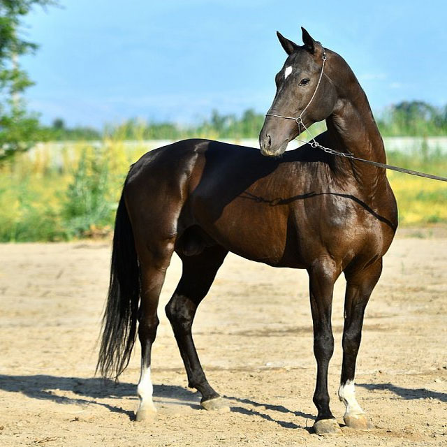 Katie-Shael (Sayvan x Singapore) - Black Akhal Teke Stallion