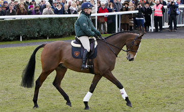 Kauto Star retrained as a dressage horse