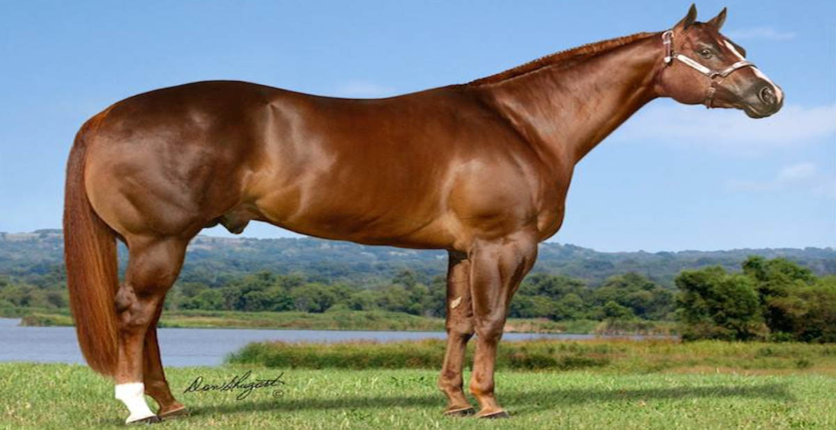 Kid Coolsified, the halter industrys first 1 million dollar sire - AQHA Stallion