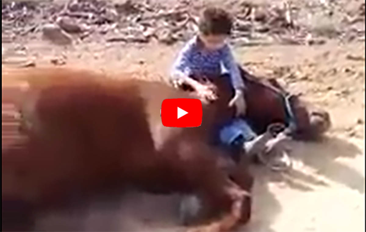 Kid Showing True And Deep Love For His Horse - Footage Worths More Than A Thousand Words