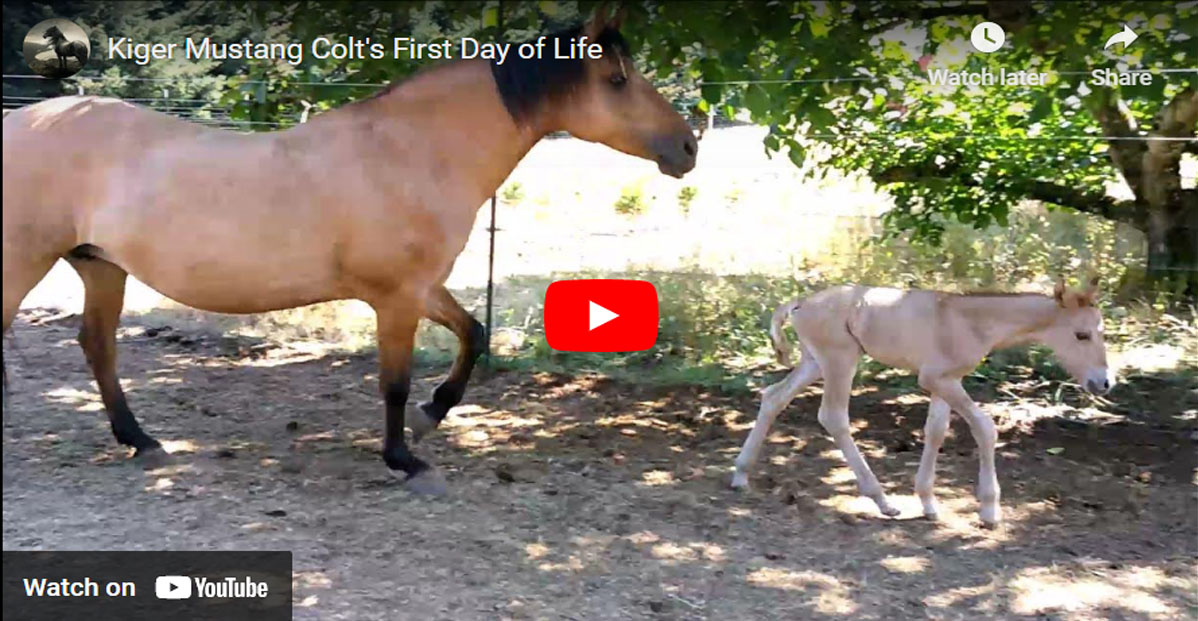 Kiger Mustang Colts First Day of Life - Kiger Mustang Horses