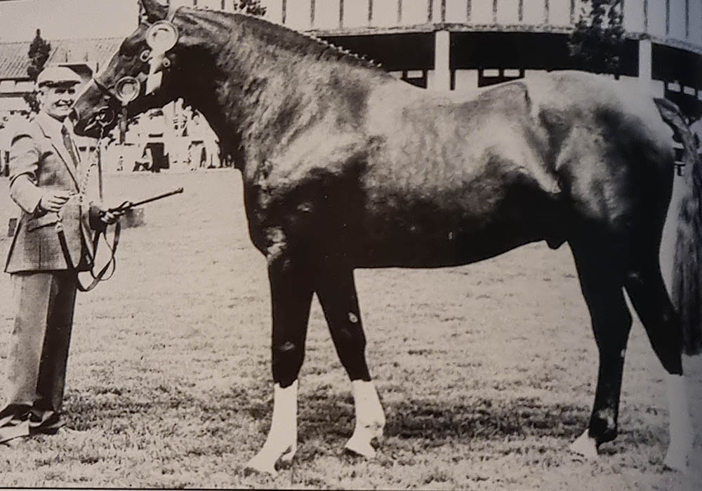 Kildalton Gold - Irish Draft Stallion