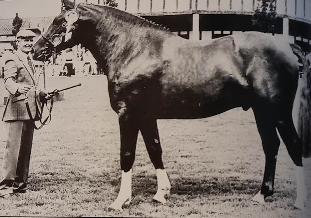 Kildalton Gold - Stallion