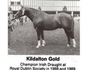 Kildalton Gold