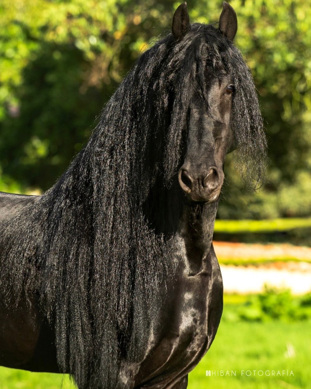 King David - The Friesian Stallion @Sansamueldeabrilcriadero