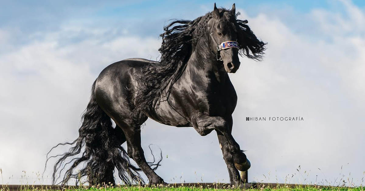 King David - Black Friesian Stallion