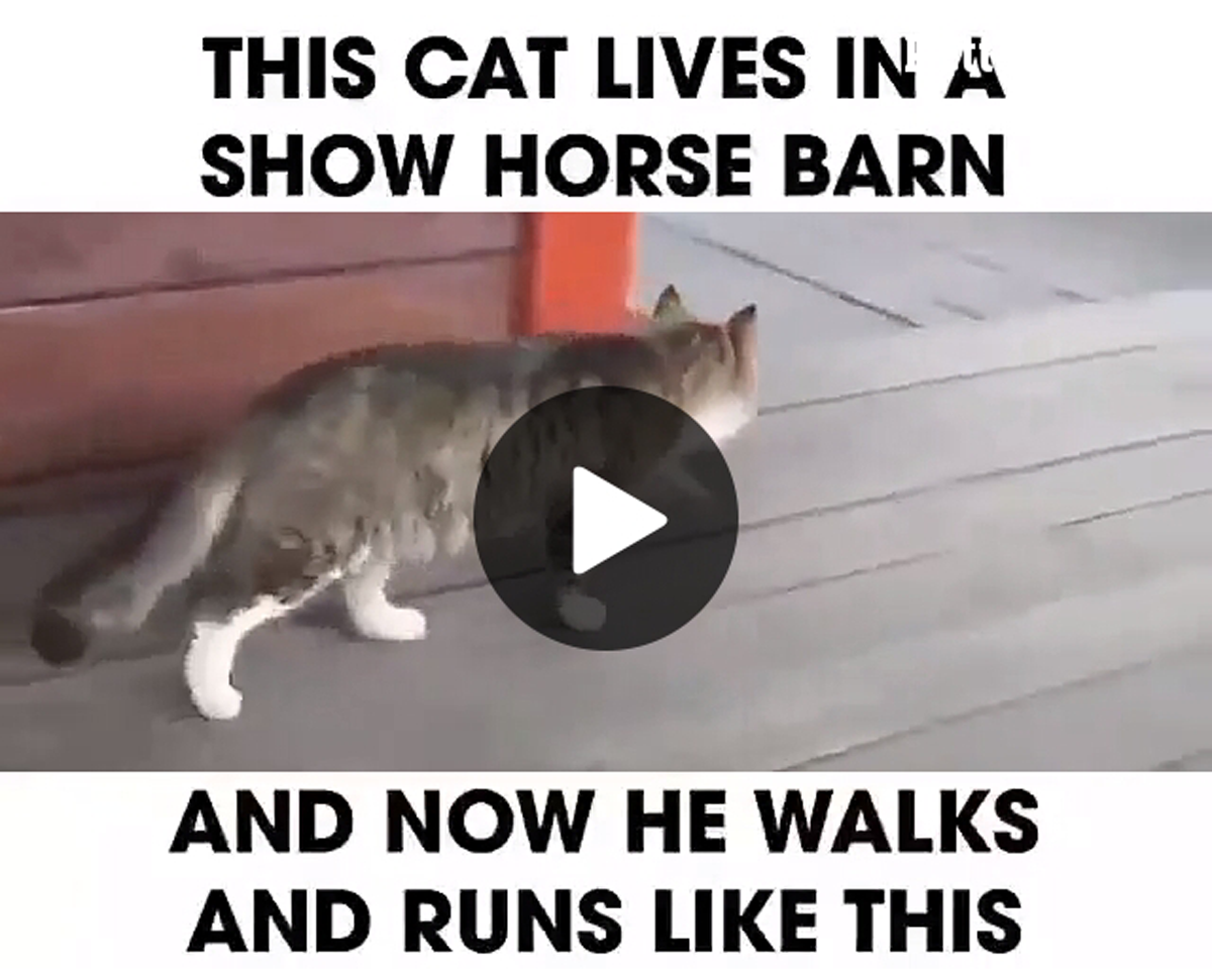 Kitty Dressage