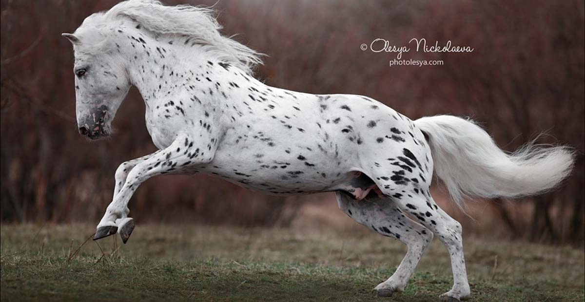Fabulous Appaloosa Named Rafael de Arbat, Klepper Horse Breed