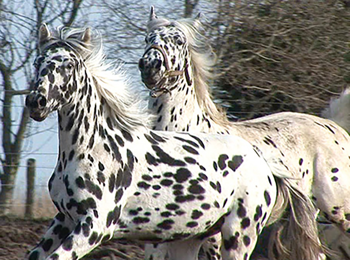 Knabstrupper Horses