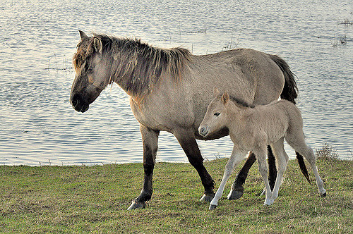 Konik Horse