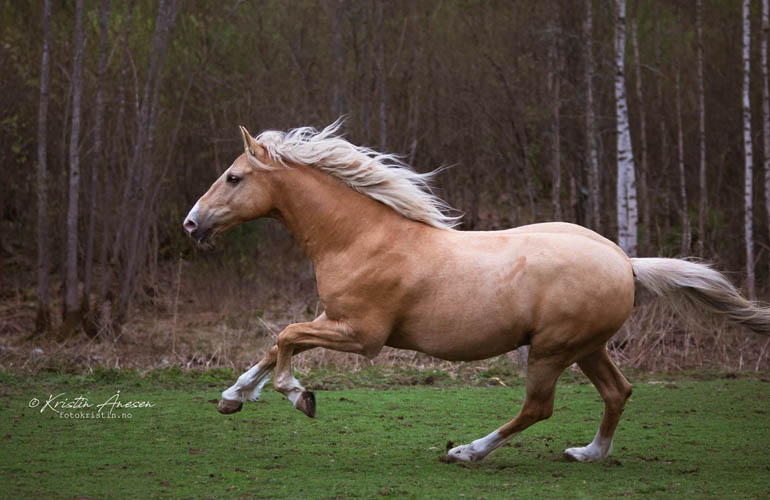 Kristin Anesen - Equine Photographer